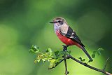 Vermilion Flycatcher